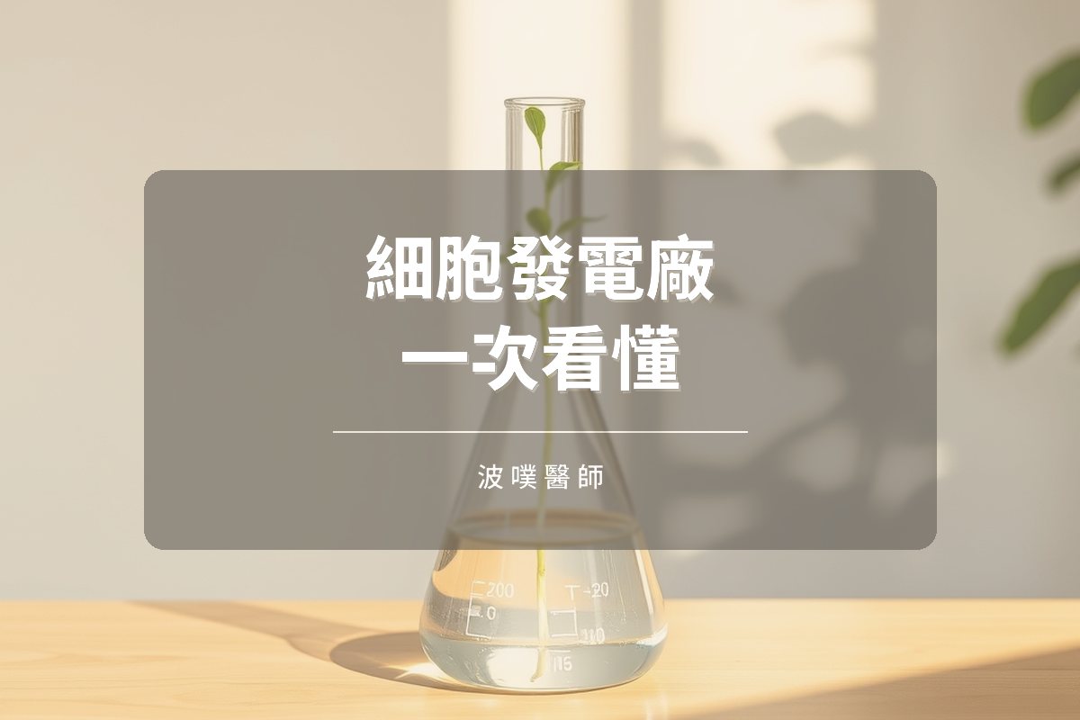 細胞發電廠入門:ATP、ROS 與 PGC-1α 一次看懂(文章封面)