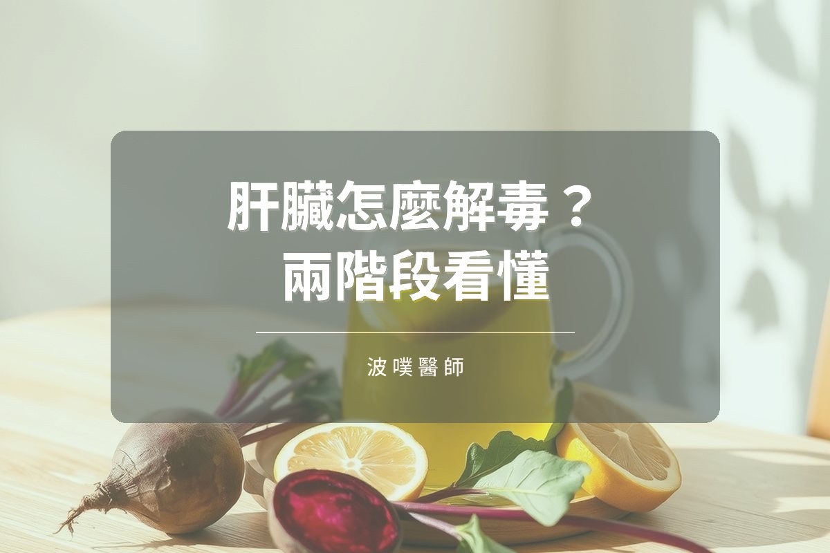肝臟解毒怎麼運作?一次看懂生物轉化兩階段(文章封面)